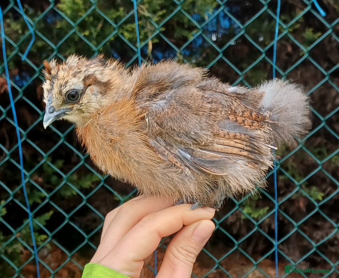 Chickens poultry for sale: Silkie chicks, showgirls and standard - Advert 5