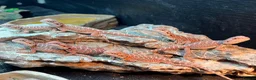 Bearded Dragon reptiles for sale: Red baby bearded dragons  - Advert 1