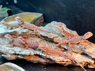 Bearded Dragon reptiles Red baby bearded dragons - Advert 7
