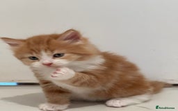 Maine Coon cats for sale: Stunning Mainecoon Kittens - Image 17