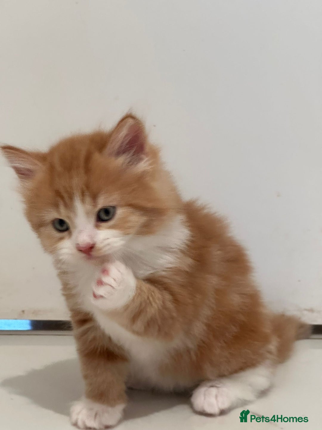 Maine Coon cats for sale: Stunning Mainecoon Kittens - Image 17