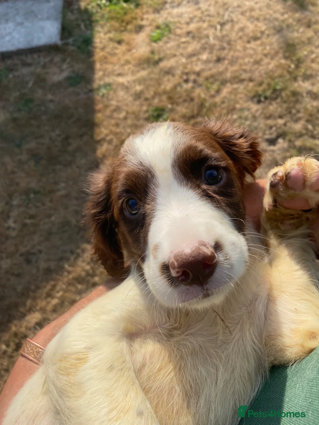 English Springer Spaniel dogs for sale: Springer spaniel pups  - Advert 2