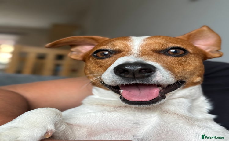 Jack Russell dogs - Advert 2