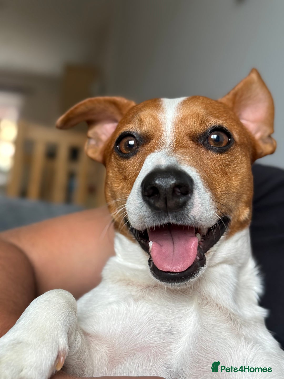 Jack Russell dogs for stud: Dog for stud  - Image 1