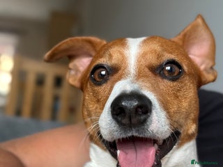 Jack Russell dogs - Advert 13