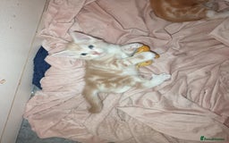 Maine Coon cats for sale: Mainecoon kittens  - Image 12