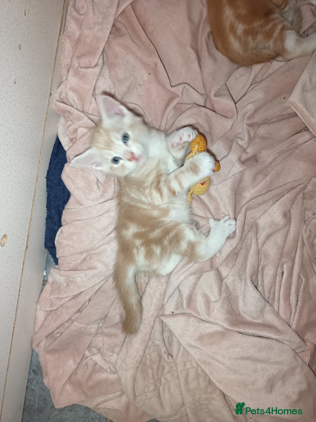 Maine Coon cats for sale: Mainecoon kittens  - Image 12