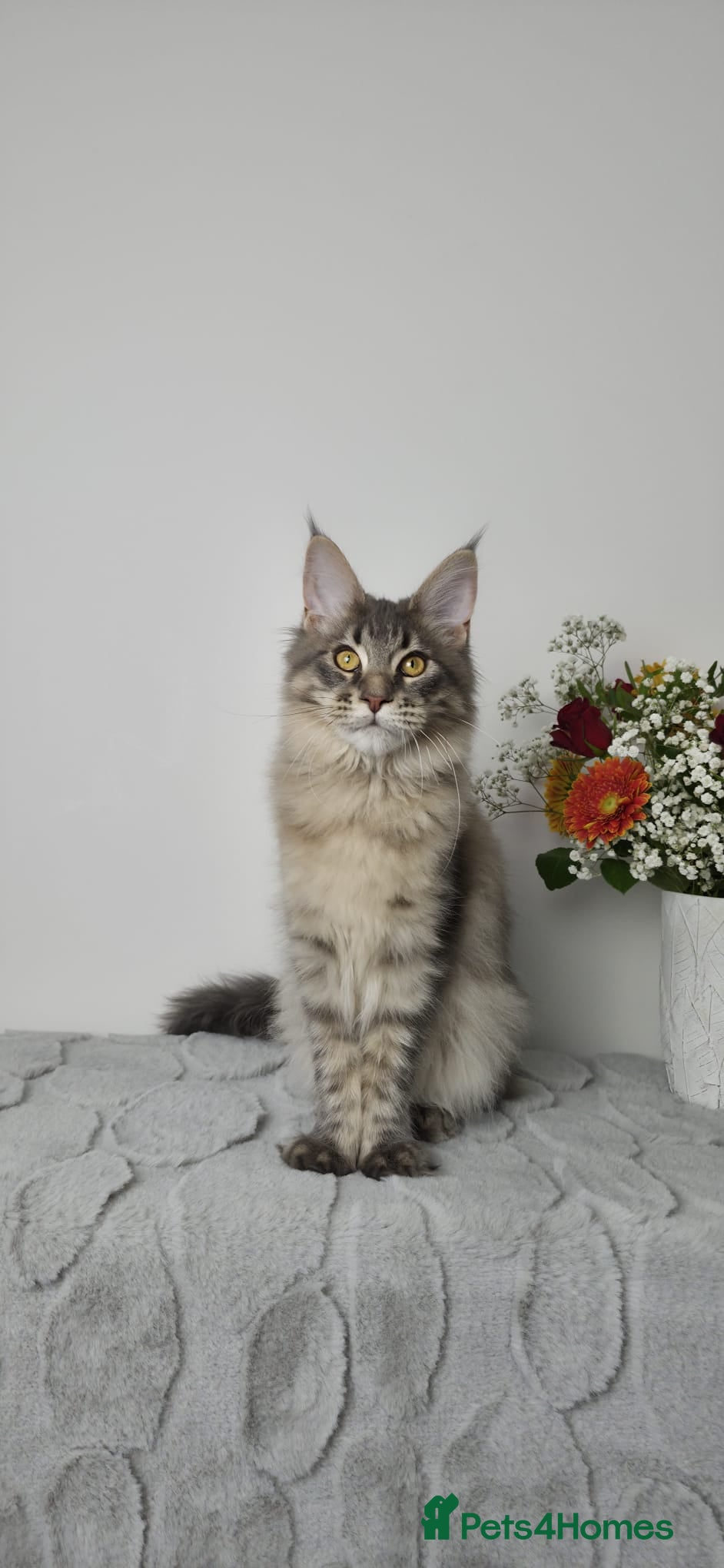 Maine Coon cats  READY TO GO TICA registered maine coon kittens - Advert 7