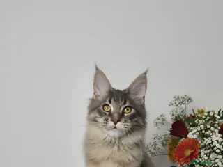 Maine Coon cats READY TO GO TICA registered maine coon kittens - Advert 7