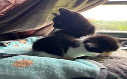 Mixed Breed cats for sale: Mixed breed two kittens  - Image 1