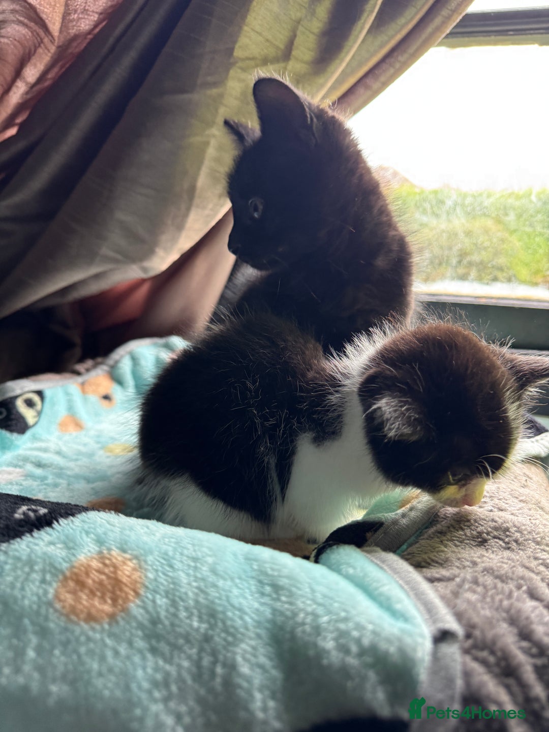 Mixed Breed cats for sale: Mixed breed two kittens  - Image 1