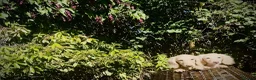 Miniature Dachshund dogs for sale: 1 only Blonde cream miniature dachshund - Advert 24