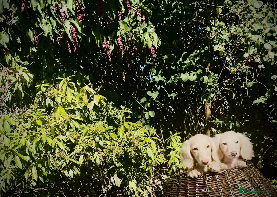 Miniature Dachshund dogs for sale: 1 only Blonde cream miniature dachshund - Advert 24