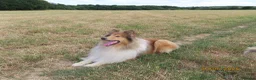 Rough Collie dogs for sale: Rough collie stud in Worksop - Advert 3