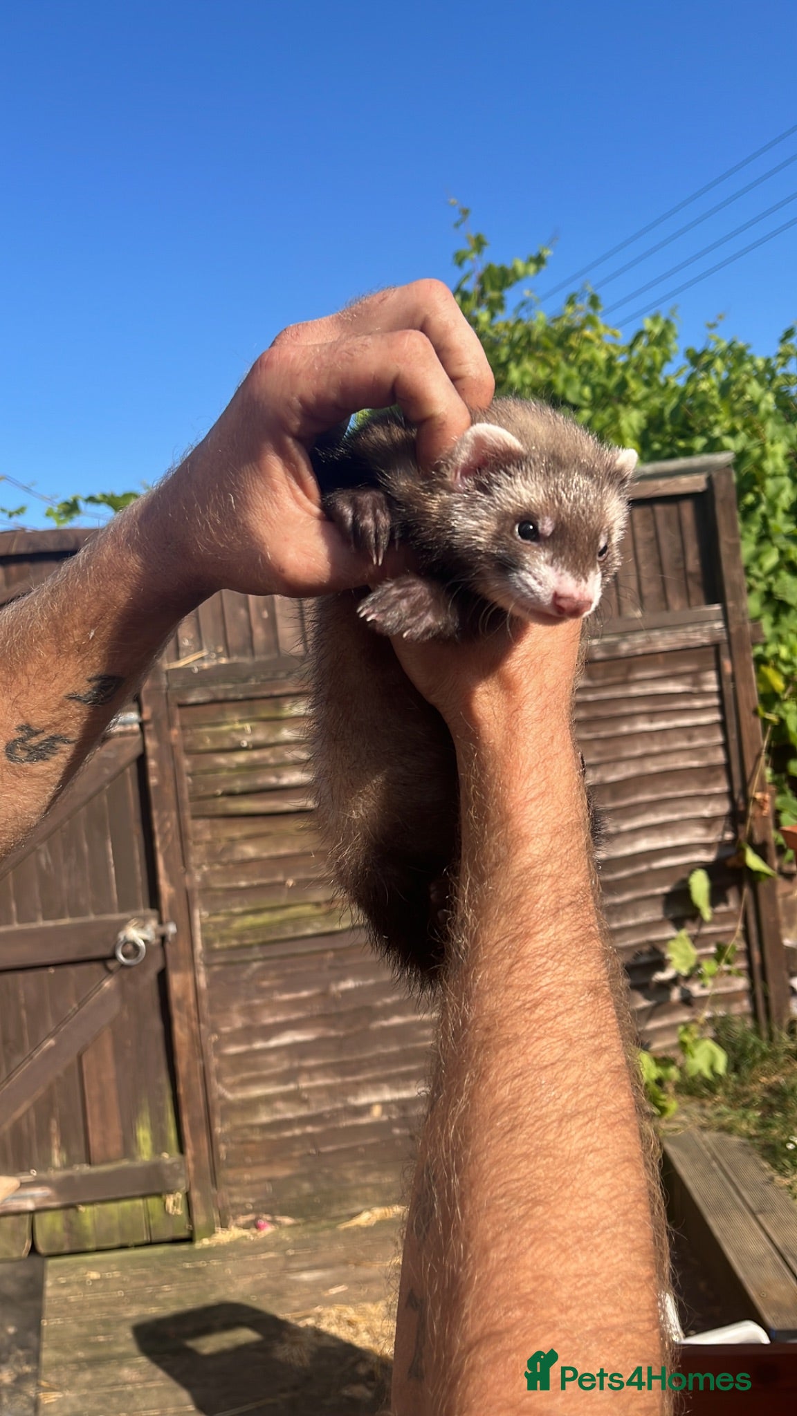 Ferret rodents Ferret kits - Advert 2