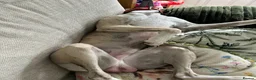 Whippet dogs for stud: Star faced Brindle available for Stud  - Advert 15