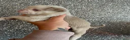 Pug dogs for sale: Unique pug puppies in Swanley - Advert 35