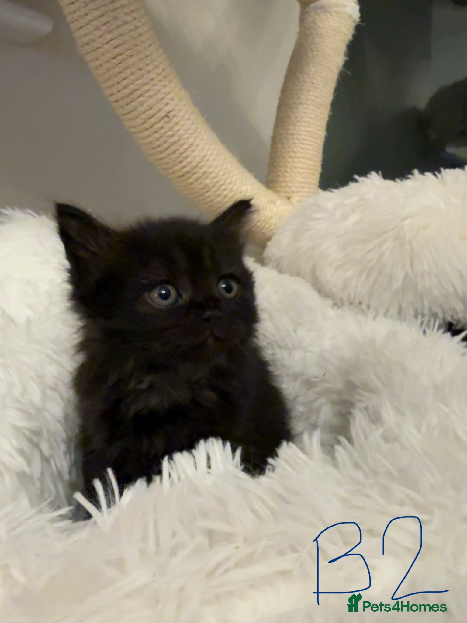 Mixed Breed cats Long haired Himalayan cross kittens - Advert 2