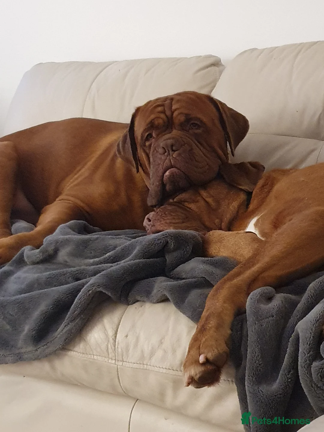 Dogue De Bordeaux dogs for stud: Big Dougie - Advert 7