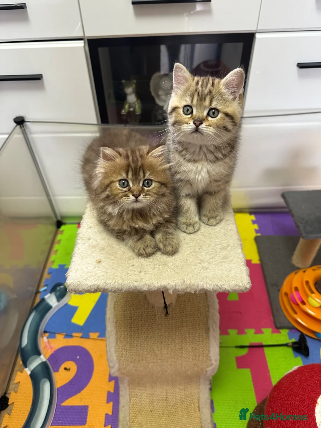 British Shorthair cats for sale: Beautiful  British Shorthair kittens 🐾 - Advert 1