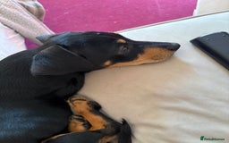Mixed Breed dogs for sale: 2 lovely Daschund pups for sale. - Image 5