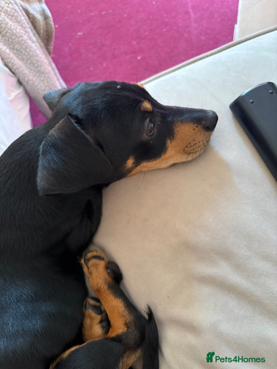 Mixed Breed dogs for sale: 2 lovely Daschund pups for sale. - Image 5