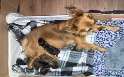 Chihuahua dogs for sale: Chihuahua puppies READY DECEMBER - Advert 6