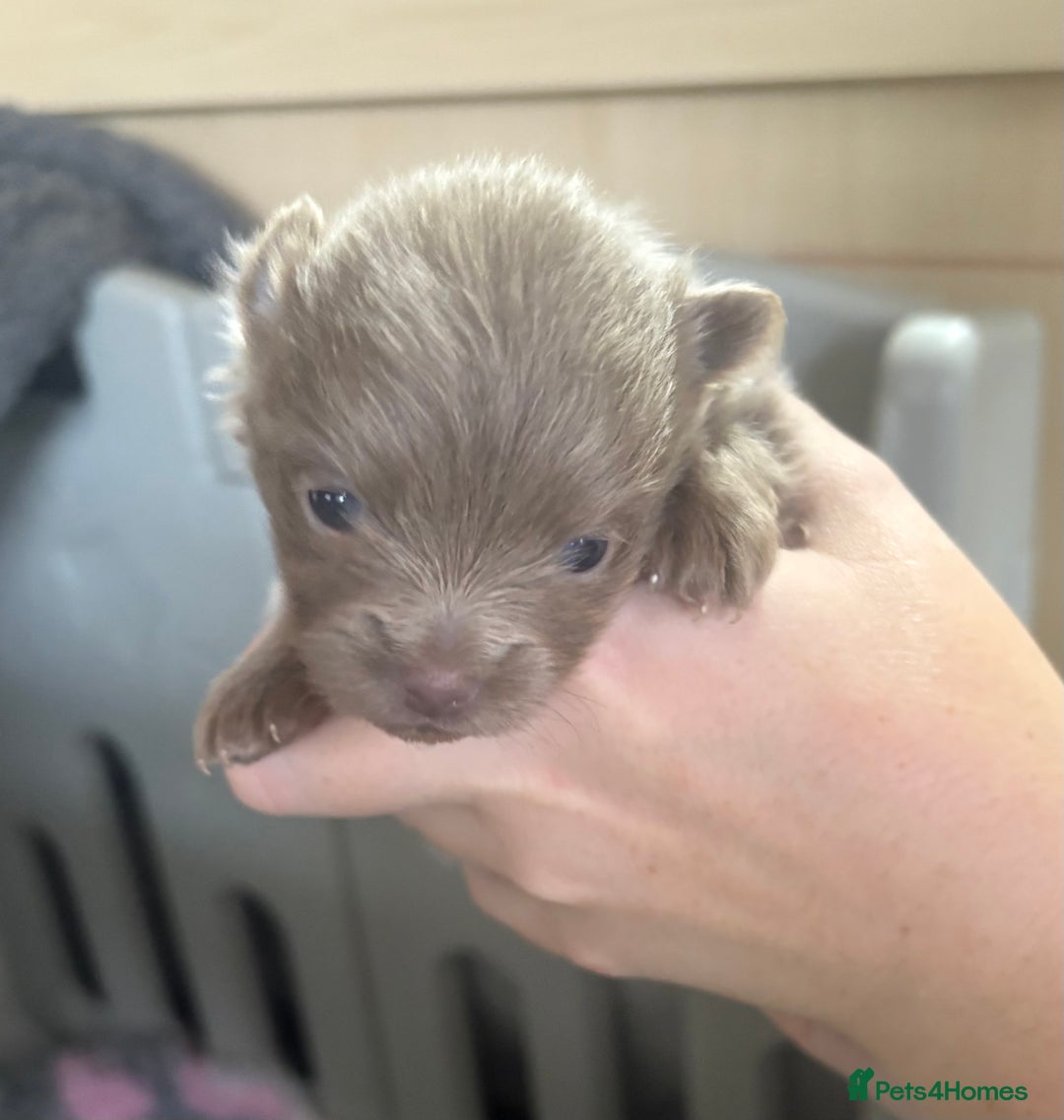 Pomeranian dogs for sale: Lavender/lilac/chocolate/tan pomeranians - Image 5