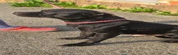 Staffordshire Bull Terrier dogs for sale: Kc registered,  Health tested, Black stafford male - Advert 5