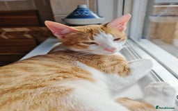 Mixed Breed cats for adoption: Gorgeous tiny tiger Lincoln needs a new home  - Image 3