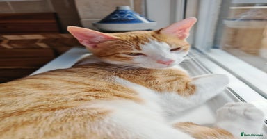 Mixed Breed cats - Advert 5