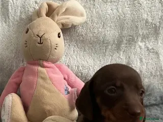 Miniature Dachshund dogs 🤩4 stunning miniature dachshund 🤩 - Advert 8
