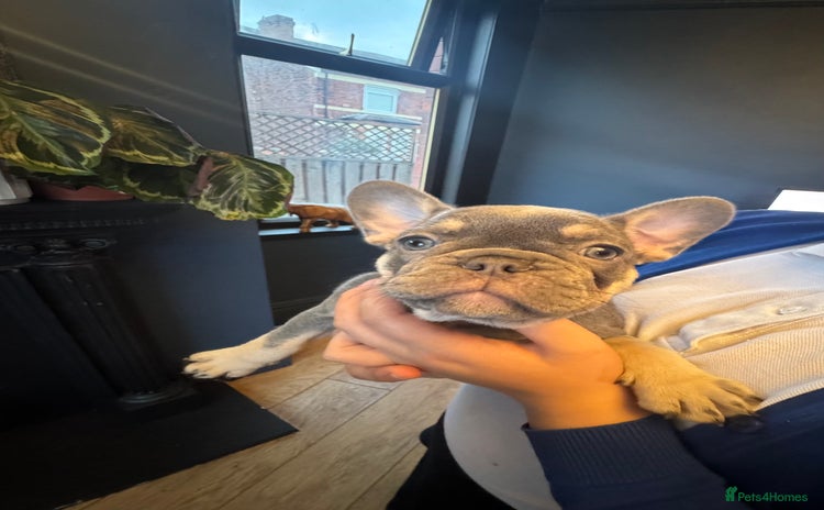 French Bulldog dogs - Advert 1