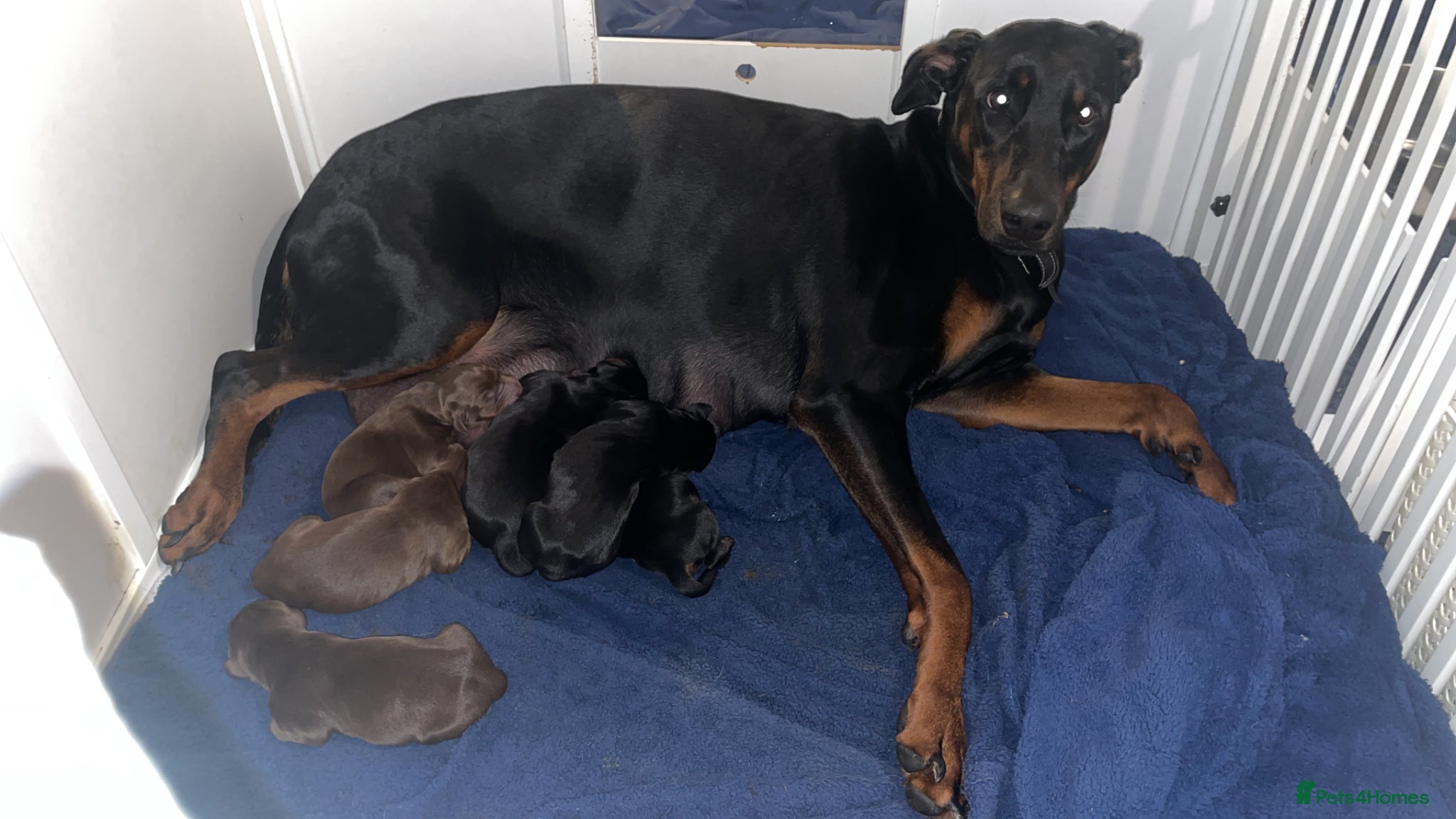Dobermann dogs Doberman puppys for sale  - Advert 2