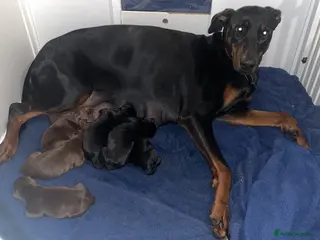 Dobermann dogs Doberman puppys for sale - Advert 4