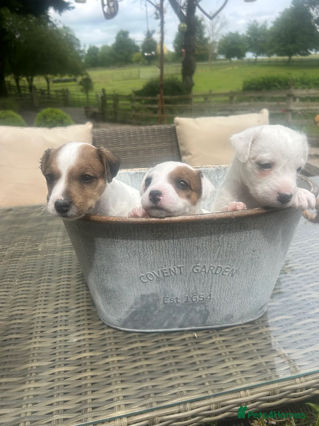 Parson Russell dogs for sale: Parson Russell Terrier Pups in Grantham - Advert 2