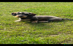 Miniature Dachshund dogs for sale: Wirehaired Miniature Dachshund  - Image 2