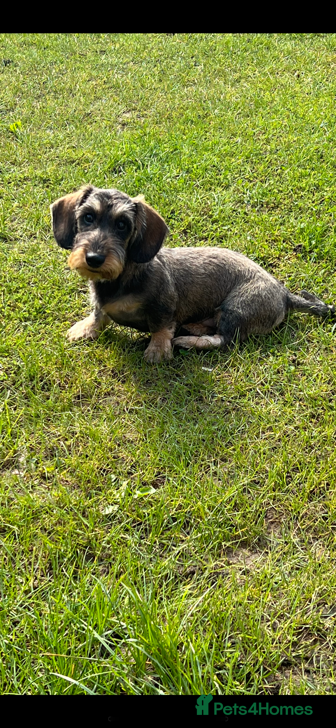 Miniature Dachshund dogs for sale: Wirehaired Miniature Dachshund  - Image 2