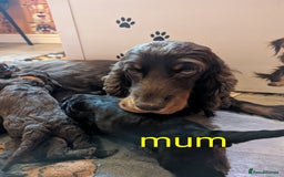 Cockapoo dogs for sale: Black and gold cockapoo  - Advert 2