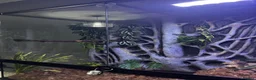 Python Snake reptiles for sale: Black Eyed Lucy Ball Python  - Advert 4