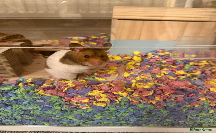 Hamster rodents - Advert 1