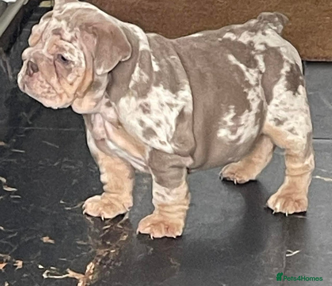 English Bulldog dogs 8 Stunning bulldog puppies, 4 males,4 females - Advert 1