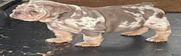 English Bulldog dogs for sale: 8 Stunning bulldog puppies, 4 males,4 females - Advert 6
