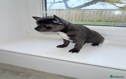 Chihuahua dogs for sale: Stunning chihuahua litter  - Image 10