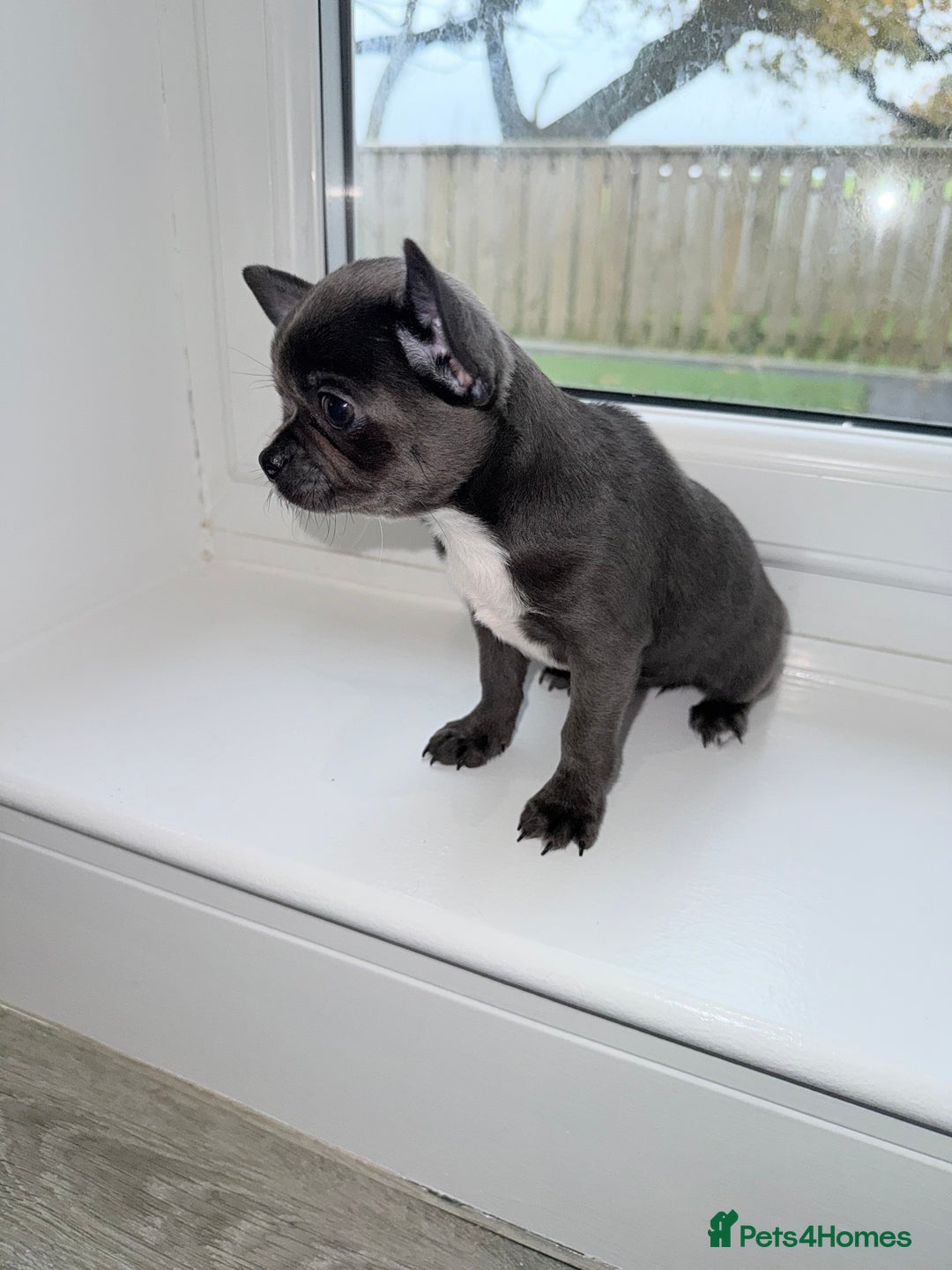 Chihuahua dogs for sale: Stunning chihuahua litter  - Image 10