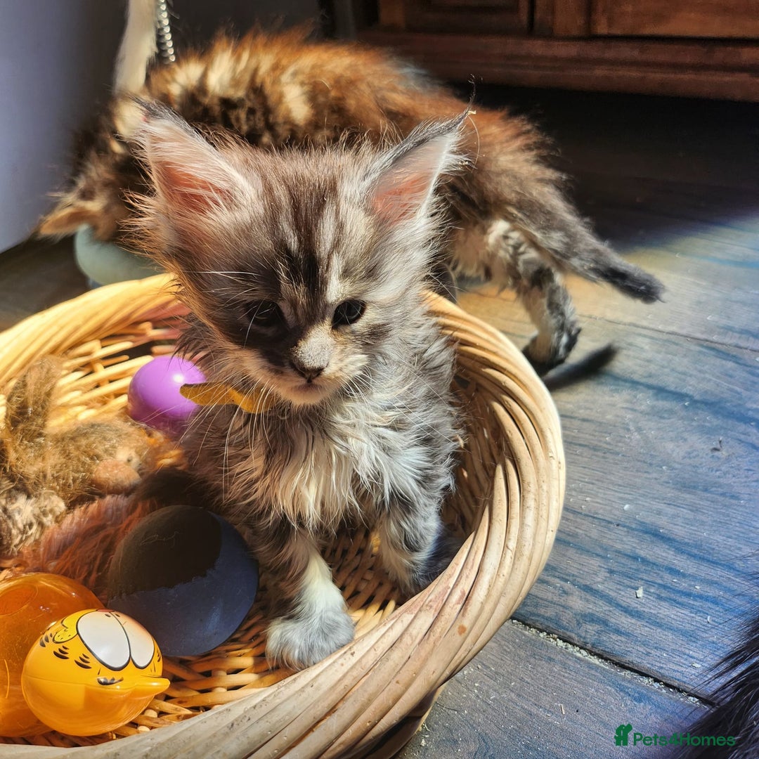 Maine Coon cats for sale: Maine coon purebred pedigre xl active in Barnsley - Image 12