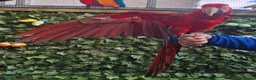 Budgerigars birds for sale: Tame Greenwing Macaw - Advert 3