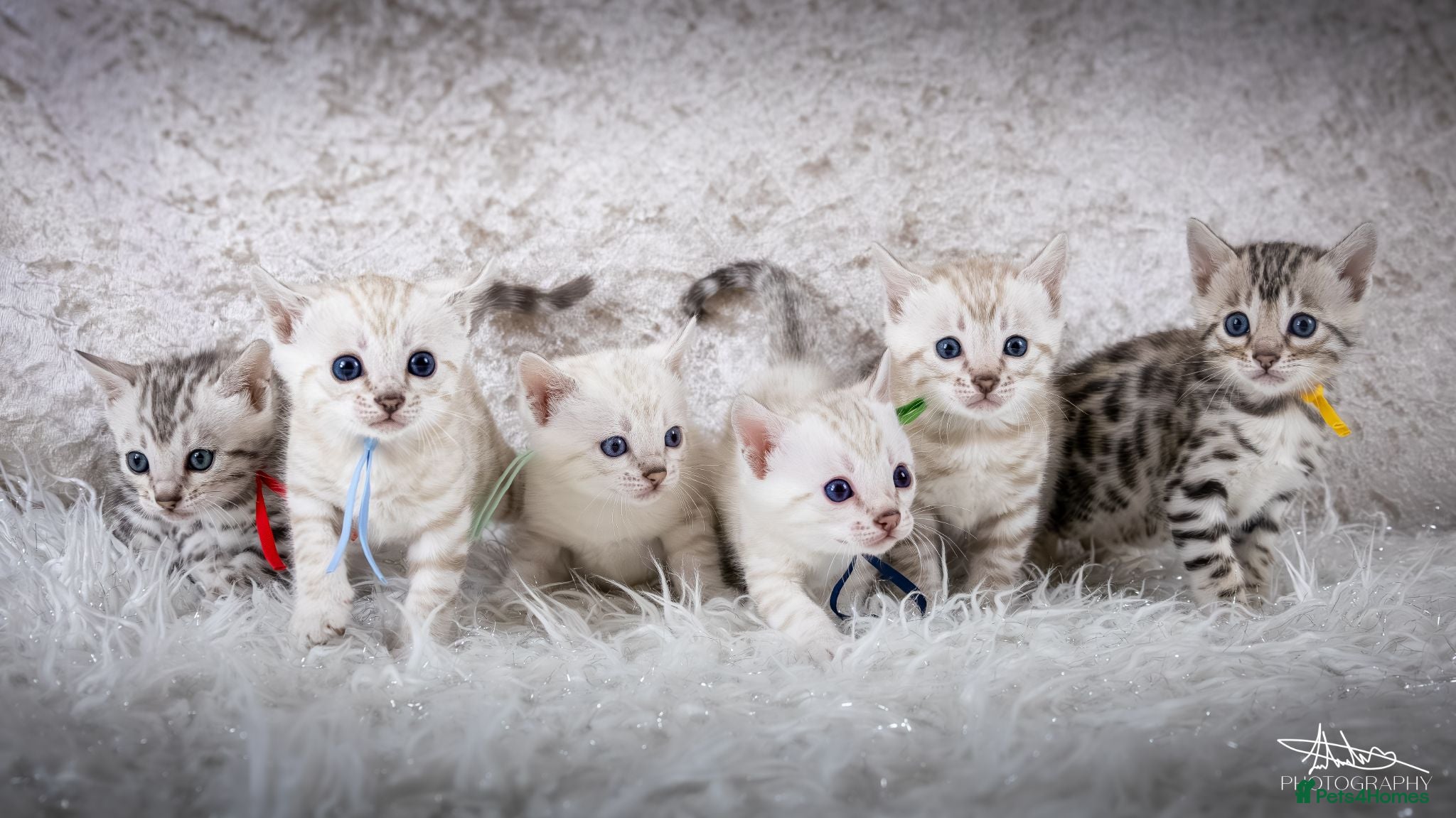 Bengal cats Stunning Silver Snow ❄️ Bengal Kittens  - Advert 1
