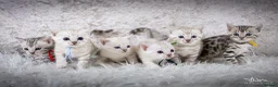 Bengal cats for sale: Stunning Silver Snow ❄️ Bengal Kittens  - Advert 1