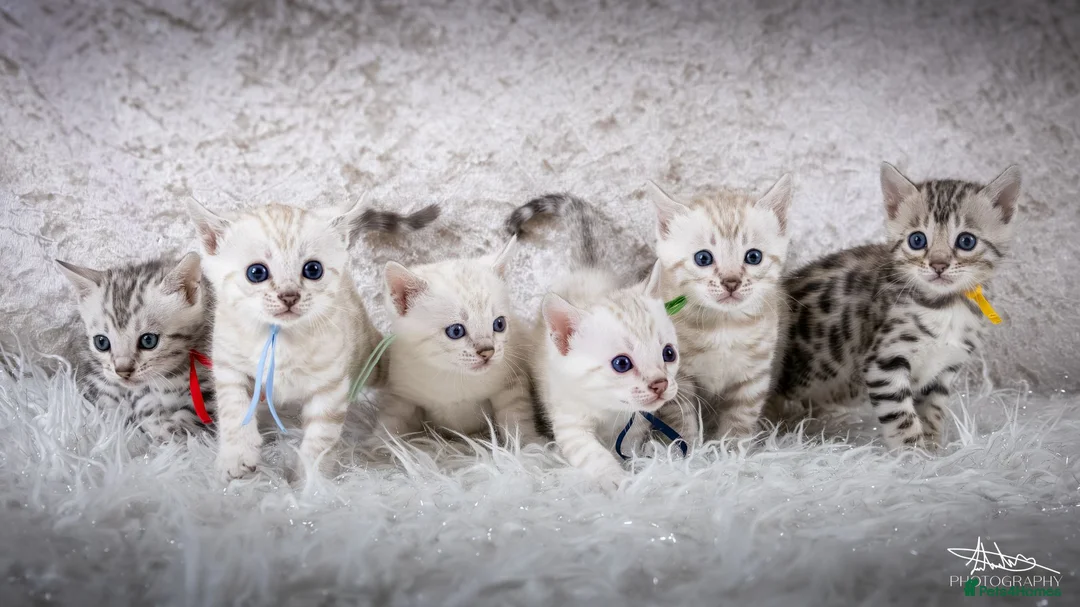 Bengal cats for sale: Stunning Silver Snow ❄️ Bengal Kittens  - Advert 1